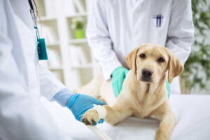 4 Dog Wound Healing Stages [With Pictures] and Signs of Healing Issues