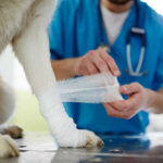 vet healing and bandaging a dog wound (close up of the dog's leg)