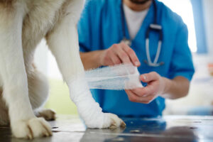 Infected Dog Wounds: Healing Stages & Recovery [Vet Advice]