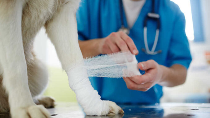 vet healing and bandaging a dog wound (close up of the dog's leg)
