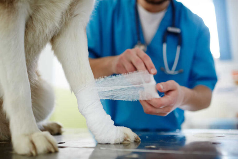 Infected Dog Wounds: Healing Stages & Recovery [Vet Advice]