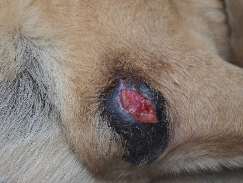 second stage of dog wound healing