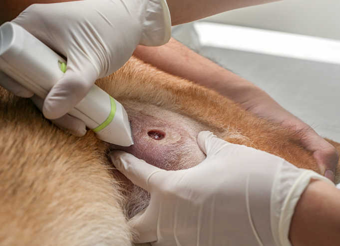 what causes open wounds on dogs