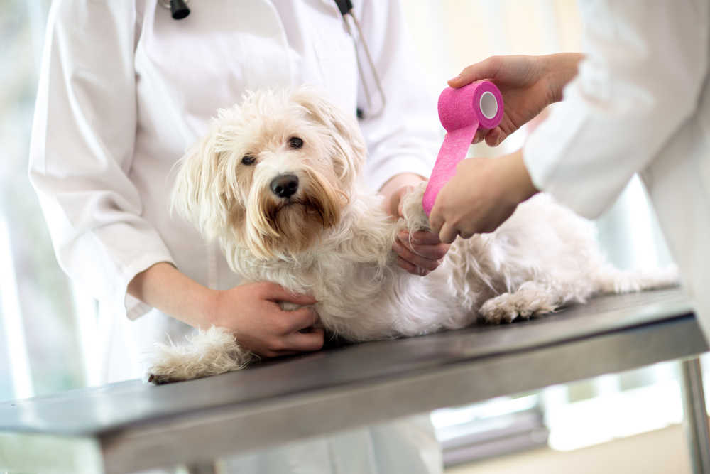 wound care at the vet with bandage for white maltese dog