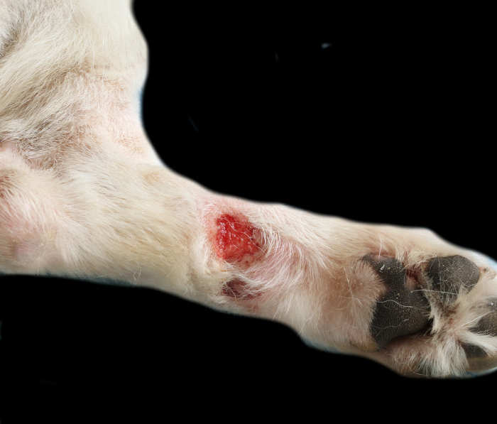 healthy pink tissue that fills in a dog wound