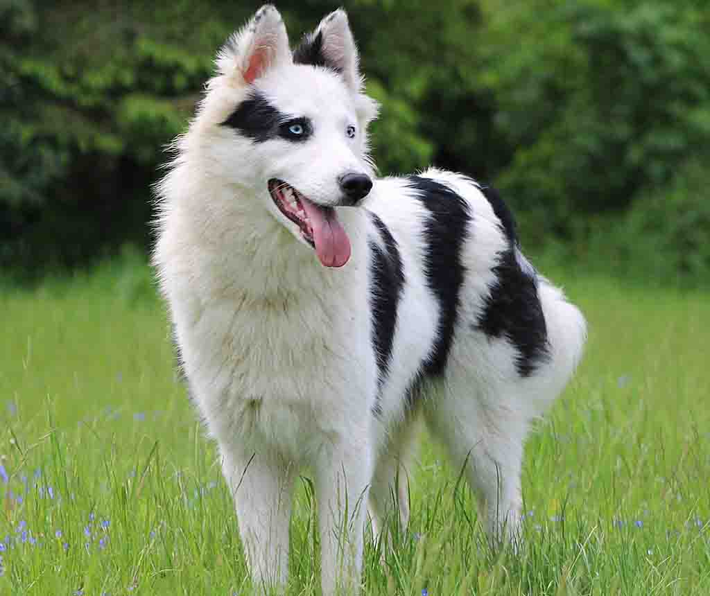 yakutian laika in outdoor setting