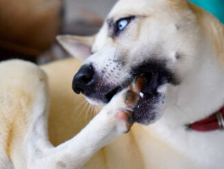 dog biting his paw because of a paw yeast infection