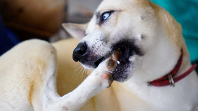 dog biting his paw because of a paw yeast infection