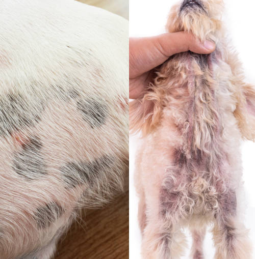 yeast causing black spots on dog's skin