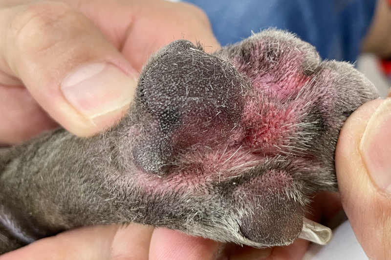 Dog with Swollen Paws with Pictures Our Veterinarian Explains