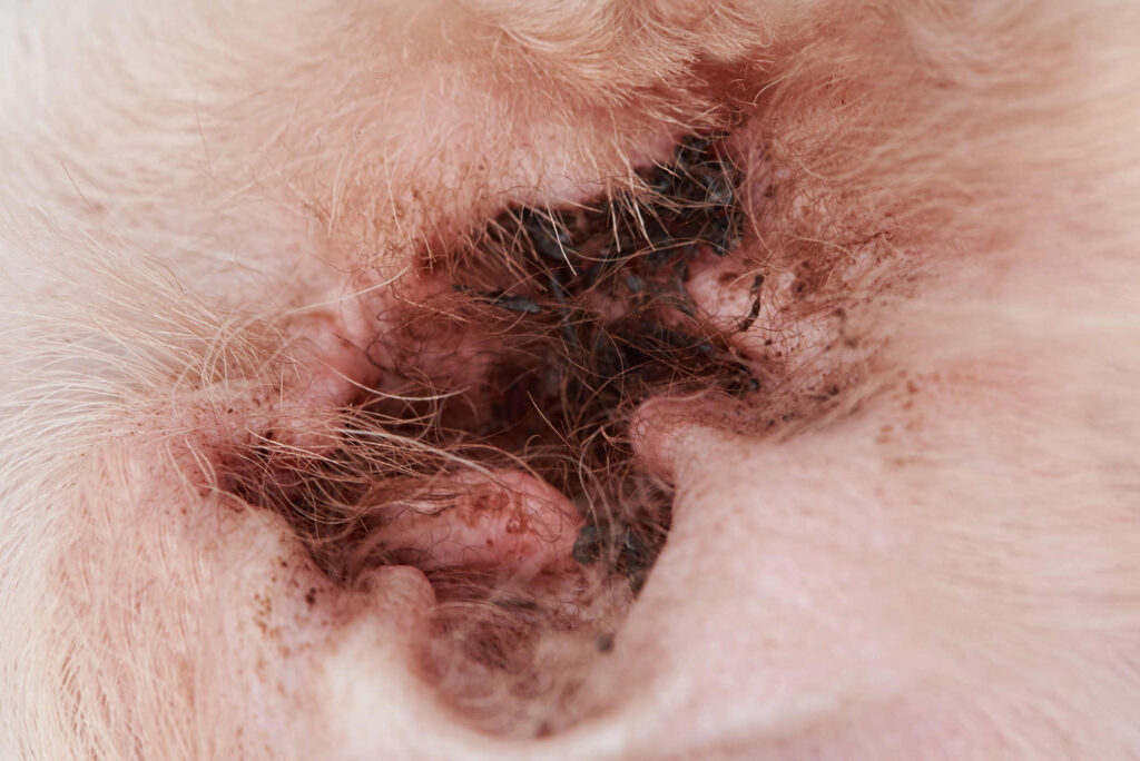 what does a skin infection look like on a dog