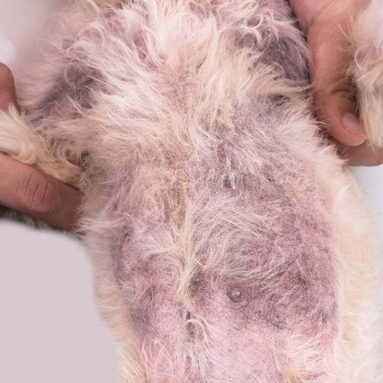 yeast skin infection on a poodle's belly with black spots, redness and dandruff