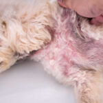 red and black spots on dog skin on the belly as a result of yeast infection