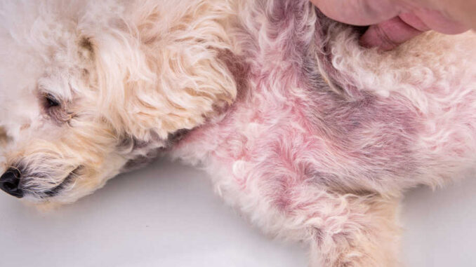 are dog skin infections contagious to other dogs