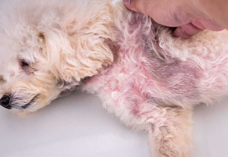 red and black spots on dog skin on the belly as a result of yeast infection