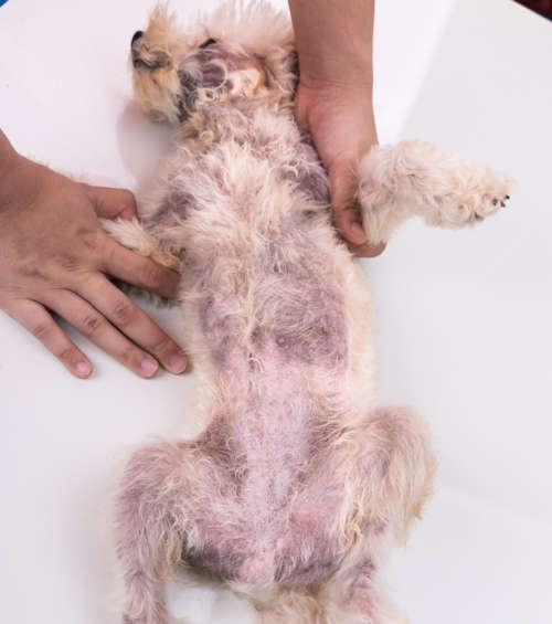 Dog's belly with black and read spots as a result of a yeast infection