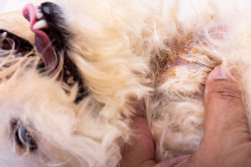 yeast skin infection on a poodle's belly