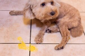 5 Remedies For Senior Dogs Vomiting Yellow Bile [By a Vet]