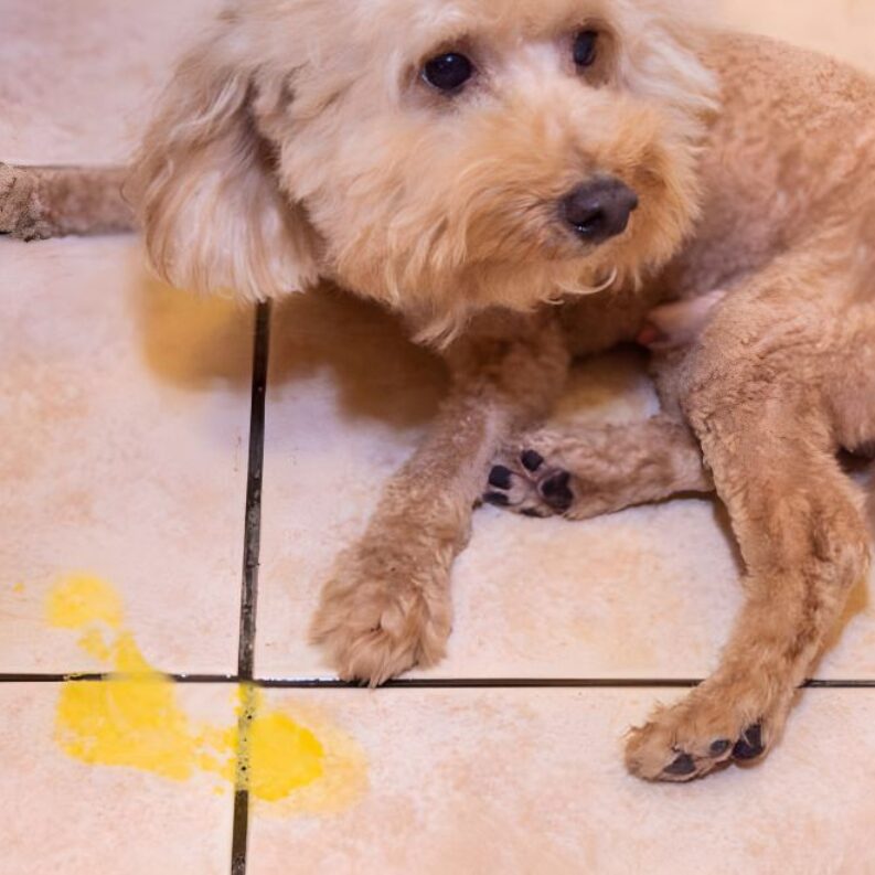 Yellow Liquid My Dog Keeps Being Sick Bile Color Chart Dog Keeps
