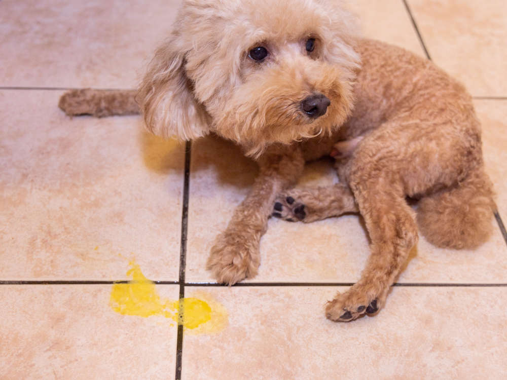senior dog vomiting yellow bile on floor