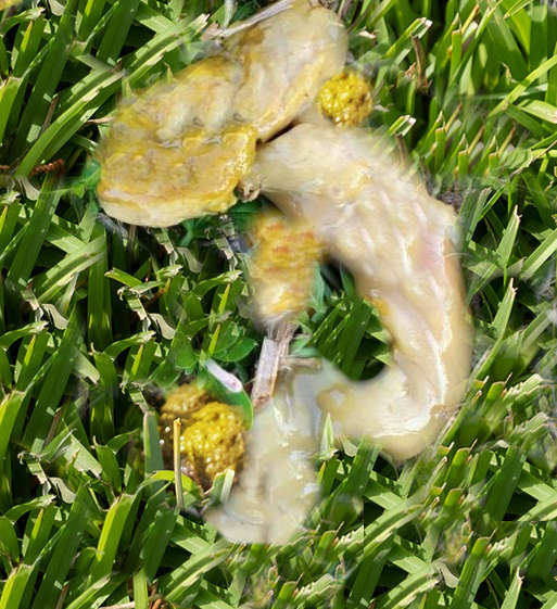 yellow dog poop with a lot of mucus