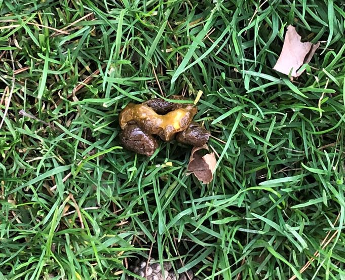 yellow mucus in dog poop