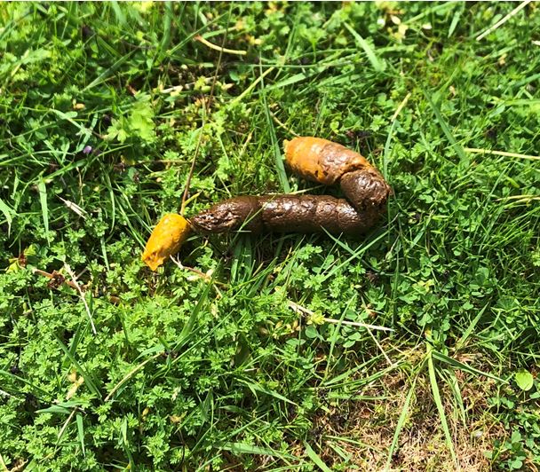 mix of regular brown with some orange / yellow color in dog poop