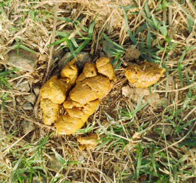 yellow dog poop on grass