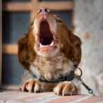 Dog Yelping in Pain: Our Vet Explains How to Help