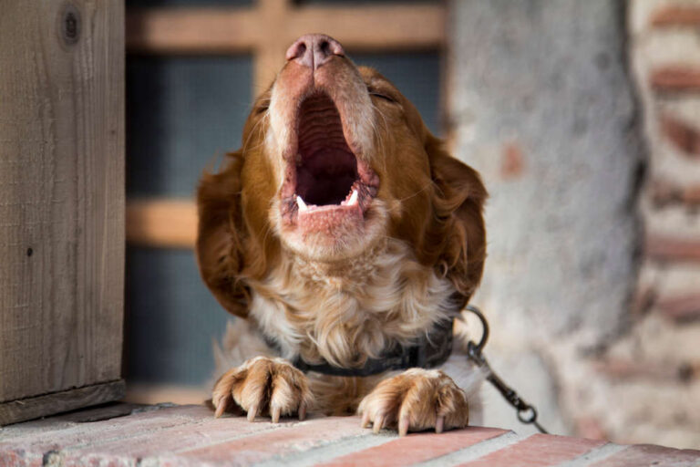 Dog Yelping in Pain: Our Vet Explains How to Help