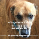 Happiness Plan for Zeus