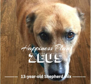 Happiness Plan for Zeus